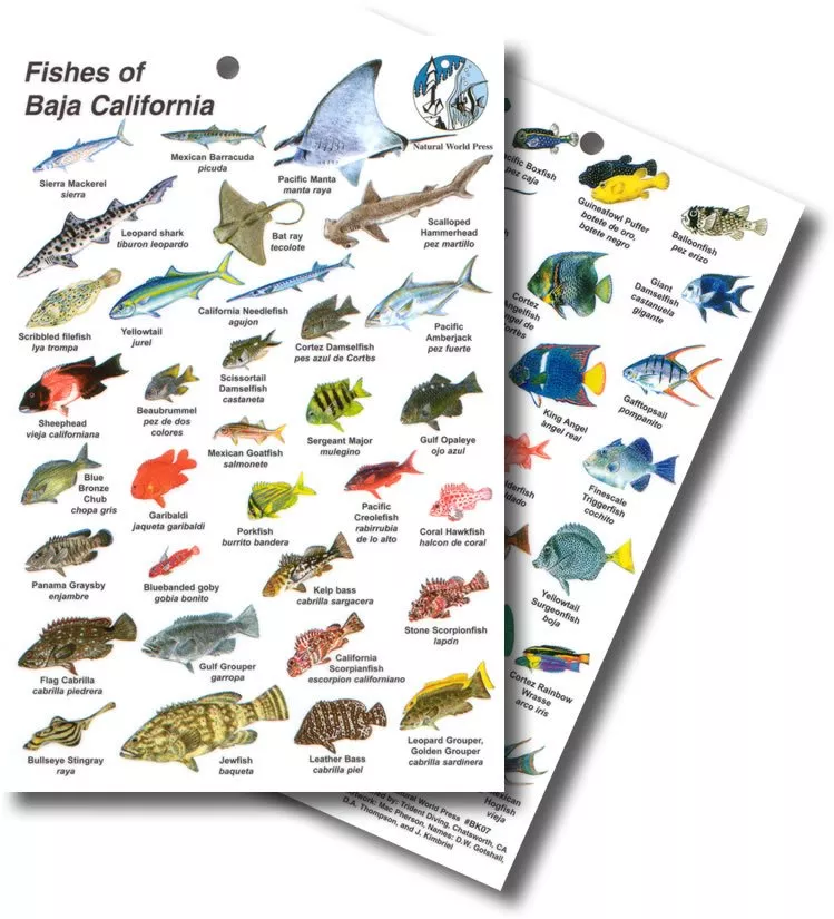 Guide To Reef Fish Card - Baja California